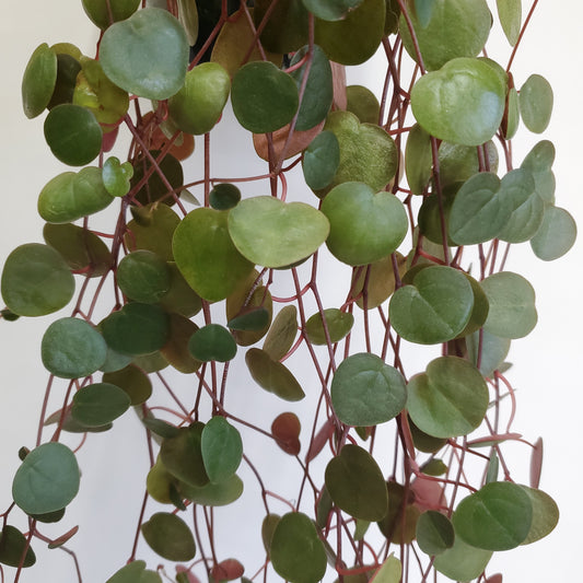 Peperomia Ruby Cascade (3 cutting of 4+ nodes)