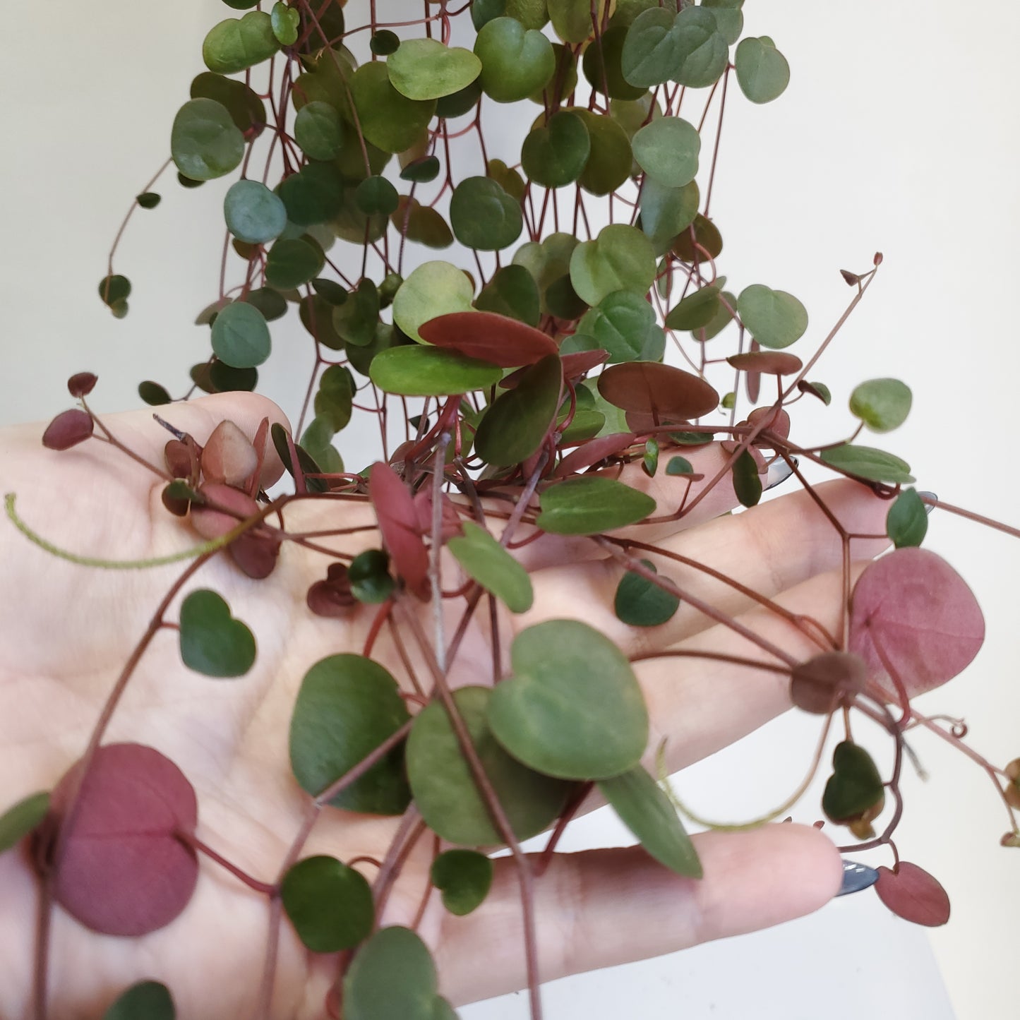 Peperomia Ruby Cascade (3 cutting of 4+ nodes)