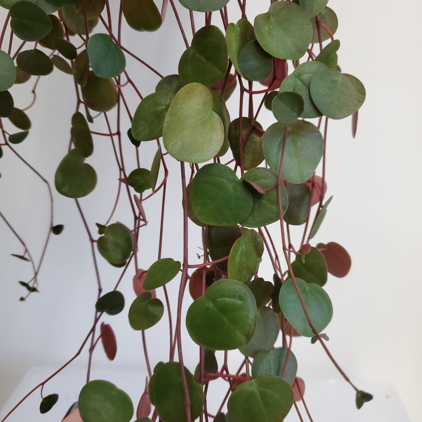 Peperomia Ruby Cascade (3 cutting of 4+ nodes)