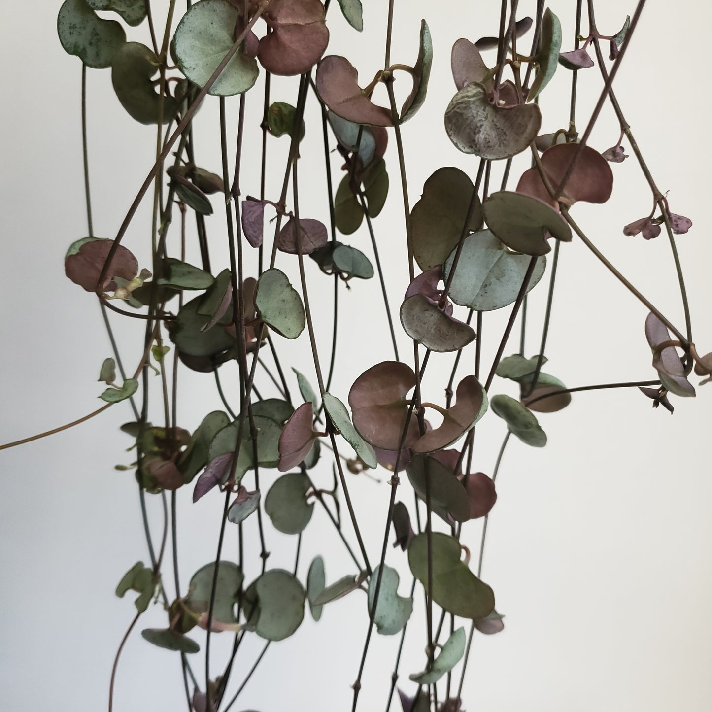 String of Hearts 'Silver Glory' / Ceropegia woodii (2 cuttings of 4+ nodes)