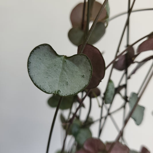String of Hearts 'Silver Glory' / Ceropegia woodii (2 cuttings of 4+ nodes)