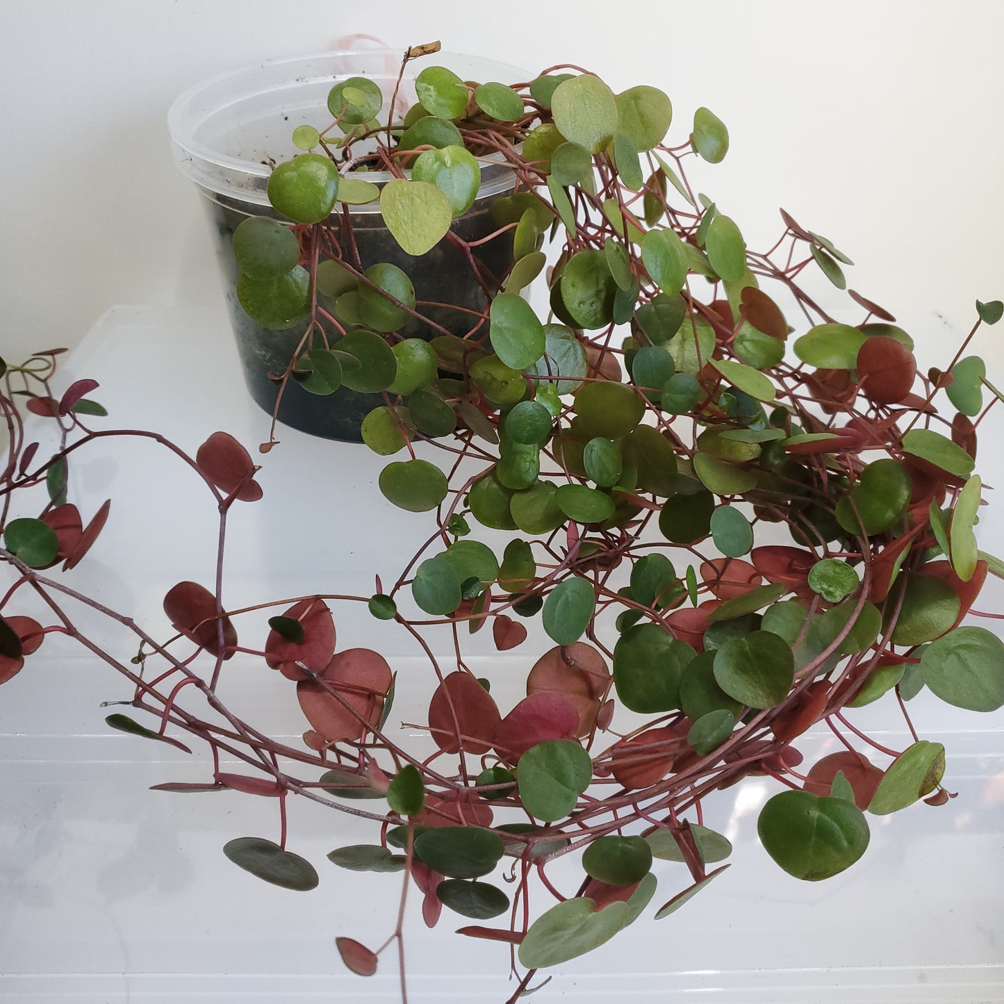 Peperomia Ruby Cascade (3 cutting of 4+ nodes)