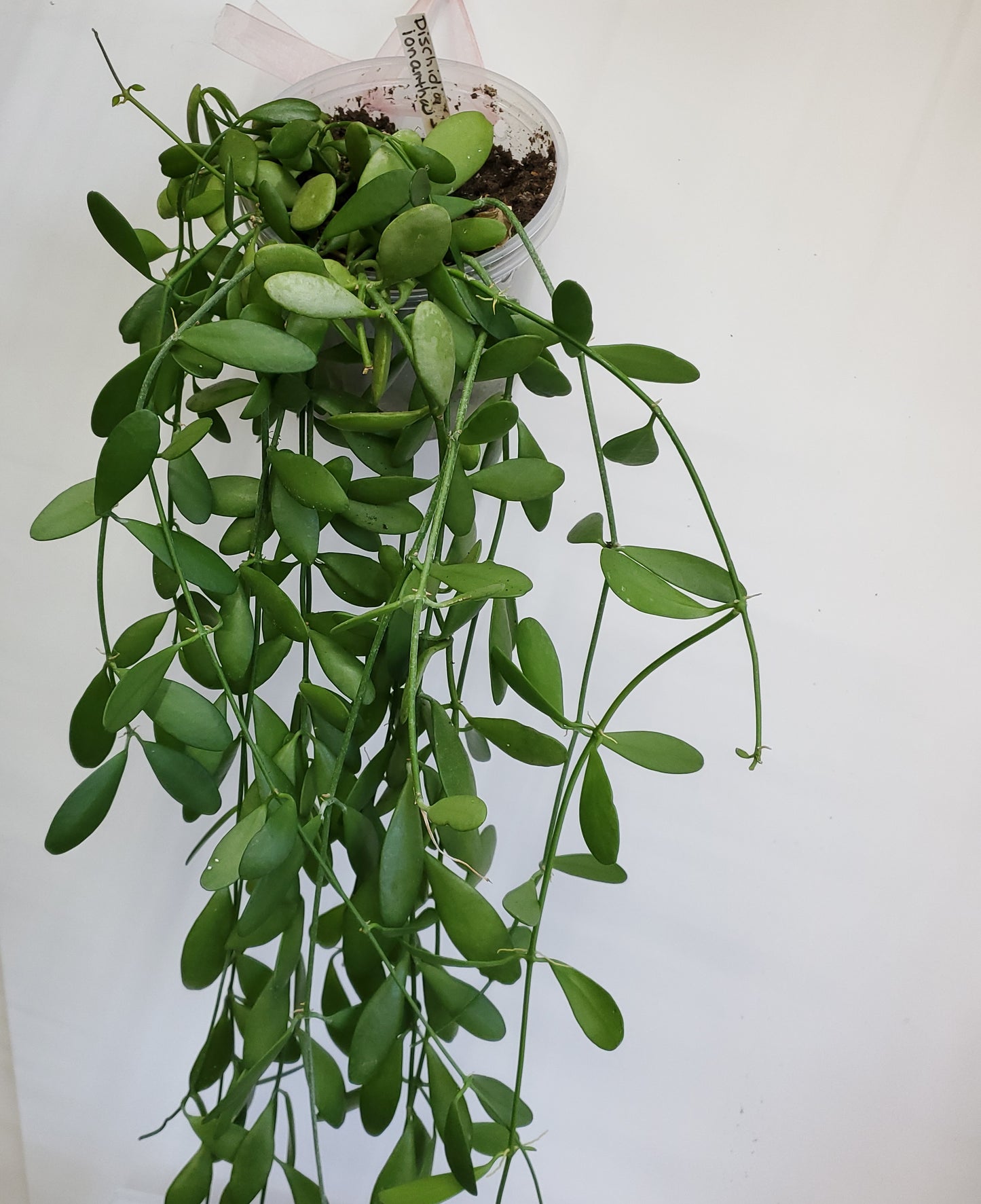 Dischidia nummularia cutting / String of Nickels (2 cuttings of 4+ nodes)