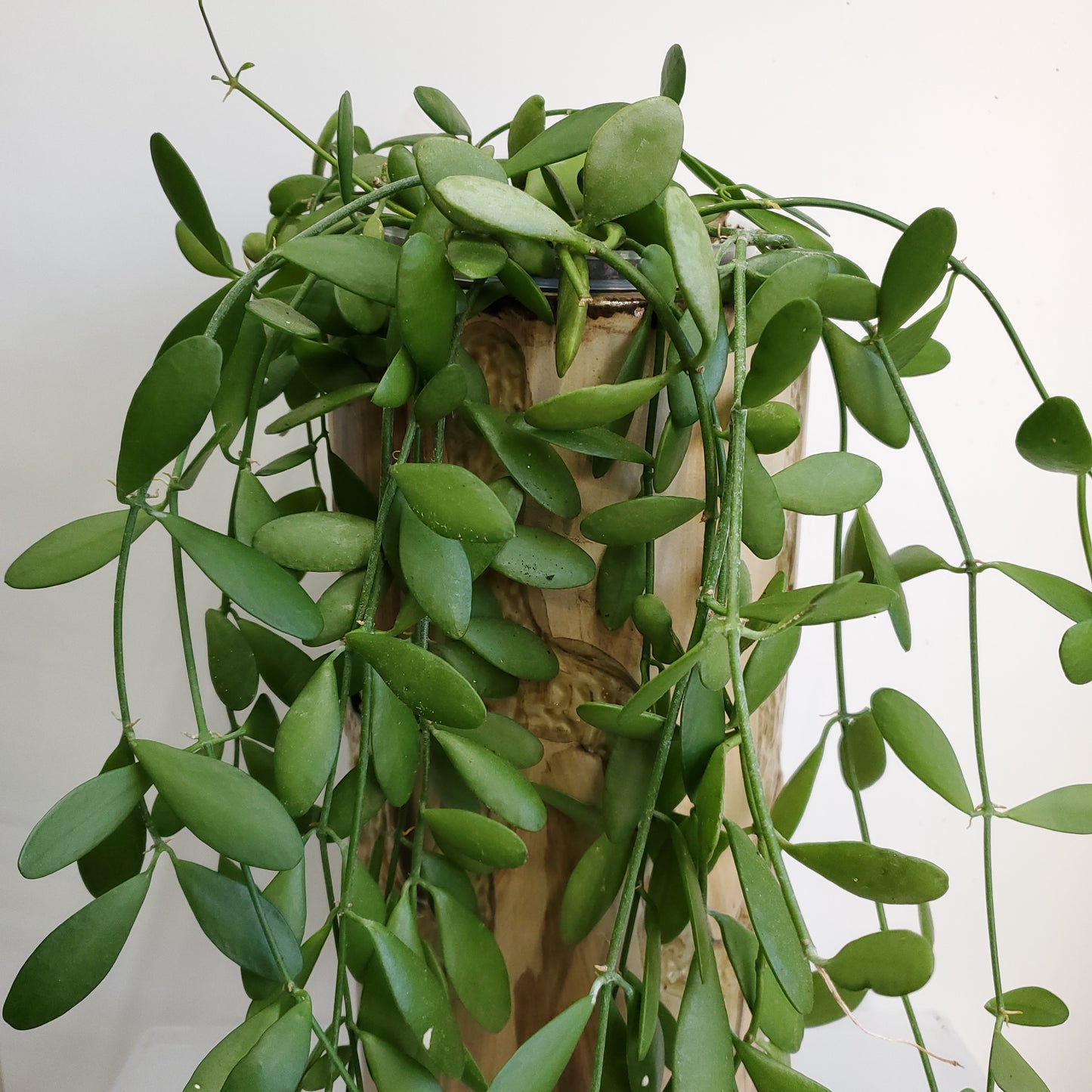 Dischidia nummularia cutting / String of Nickels (2 cuttings of 4+ nodes)