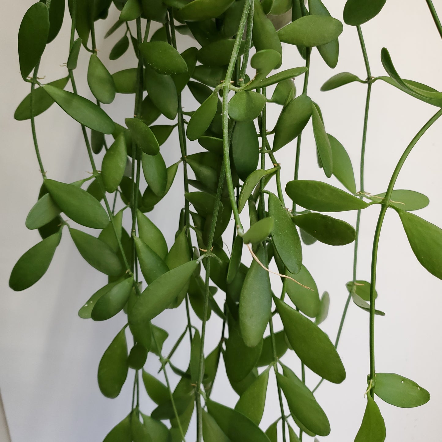 Dischidia nummularia cutting / String of Nickels (2 cuttings of 4+ nodes)