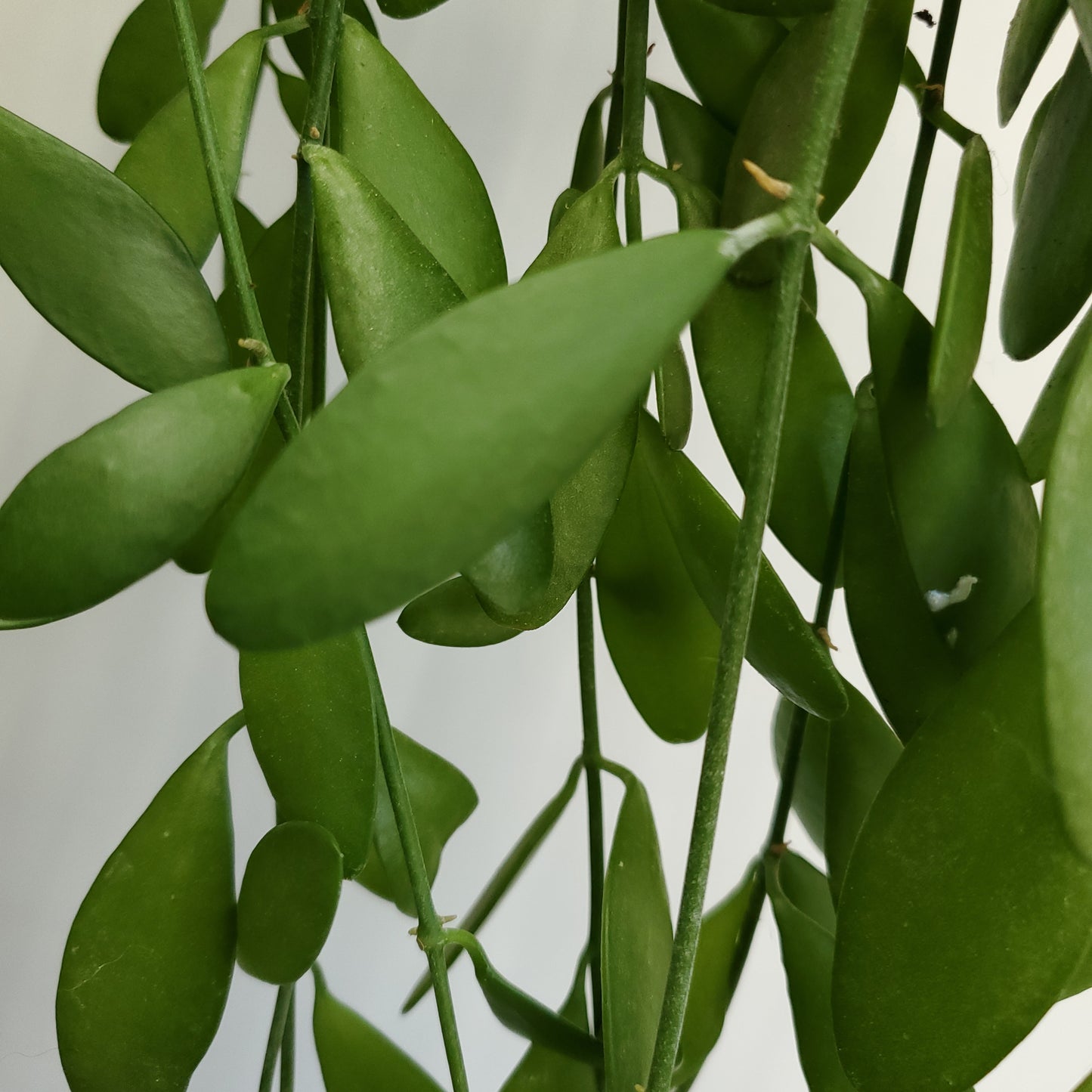 Dischidia nummularia cutting / String of Nickels (2 cuttings of 4+ nodes)