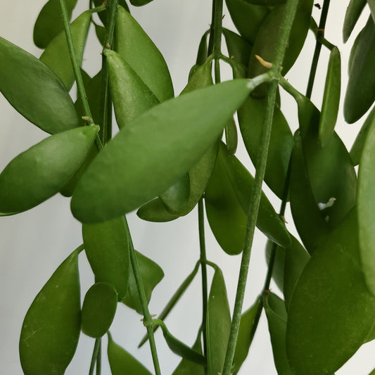 Dischidia nummularia cutting / String of Nickels (2 cuttings of 4+ nodes)