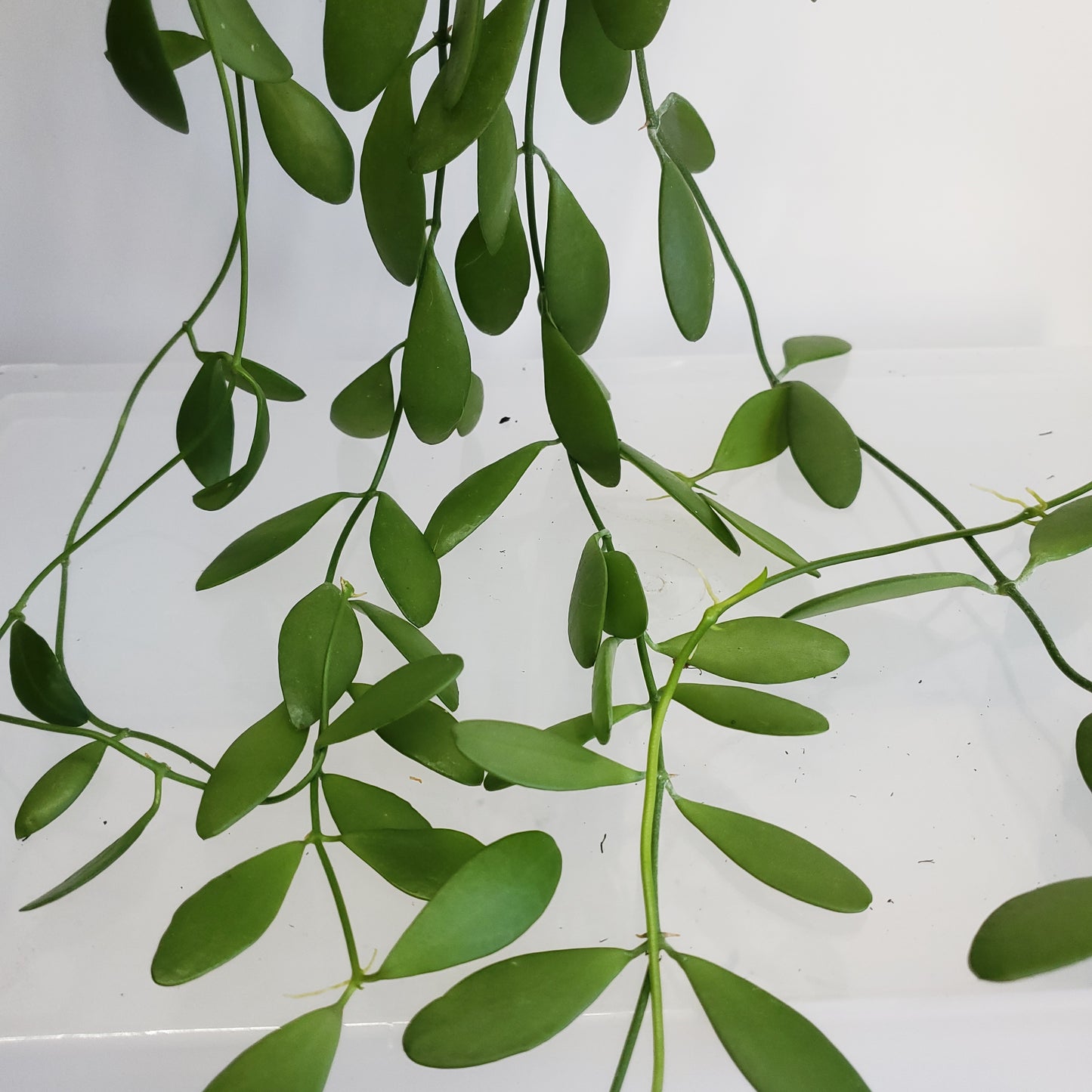 Dischidia nummularia cutting / String of Nickels (2 cuttings of 4+ nodes)