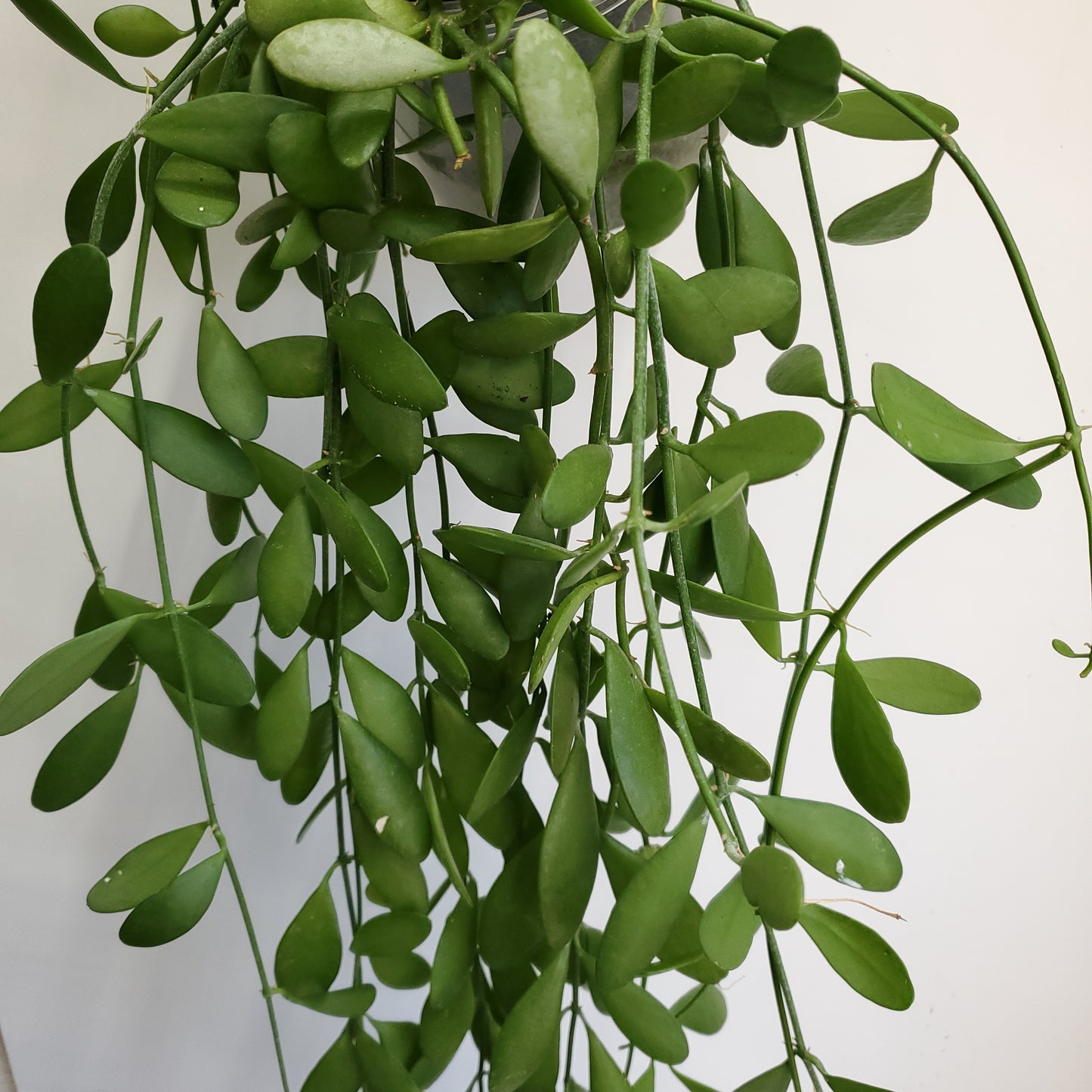 Dischidia nummularia cutting / String of Nickels (2 cuttings of 4+ nodes)