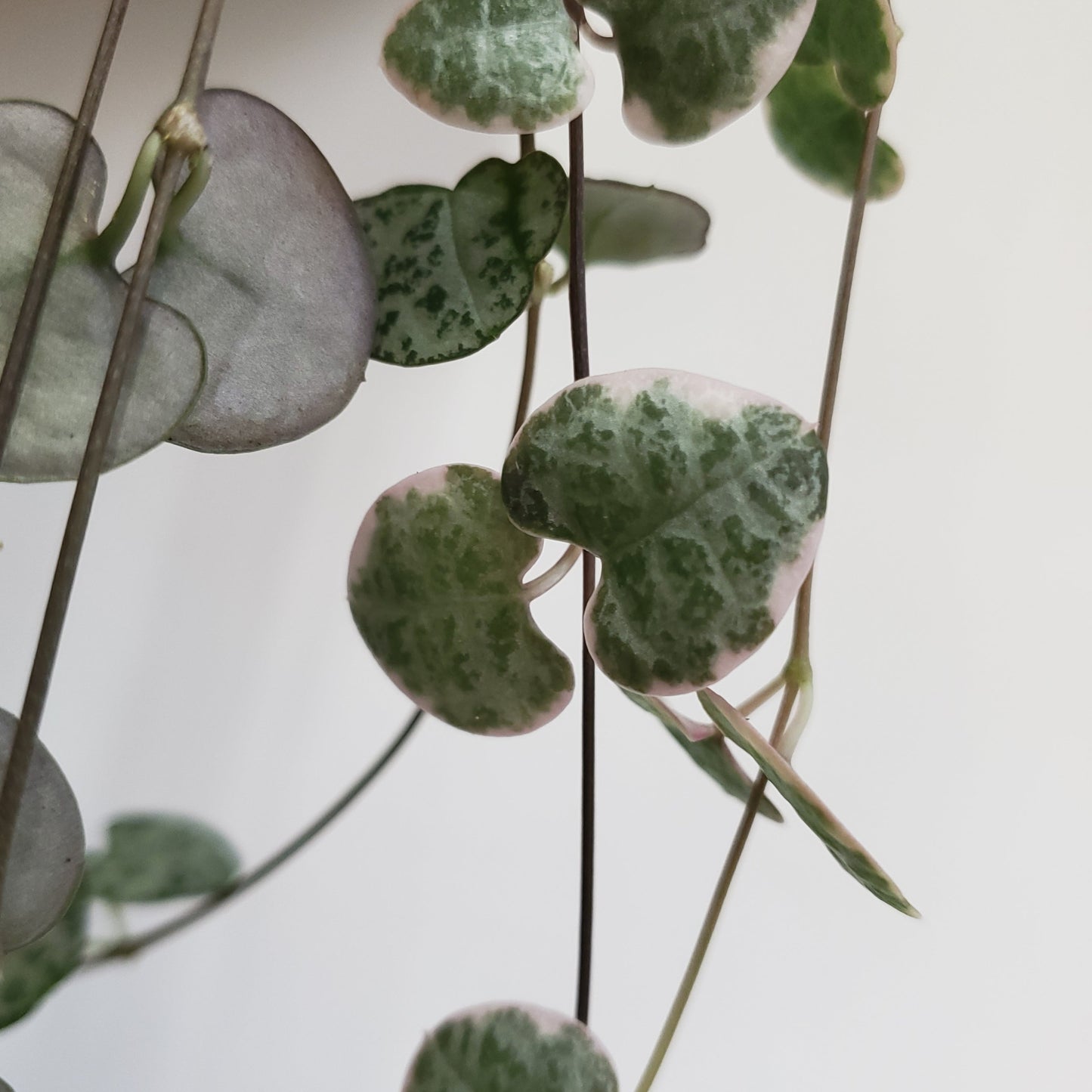String of Hearts 'Variegated' / Ceropegia woodii (2 cuttings of 4+ nodes)