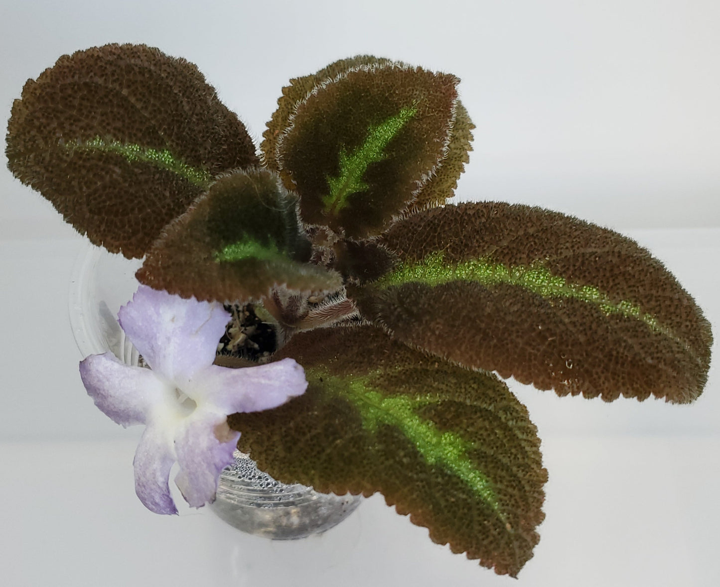 Episcia Lilacina fresh cut cutting / stolon