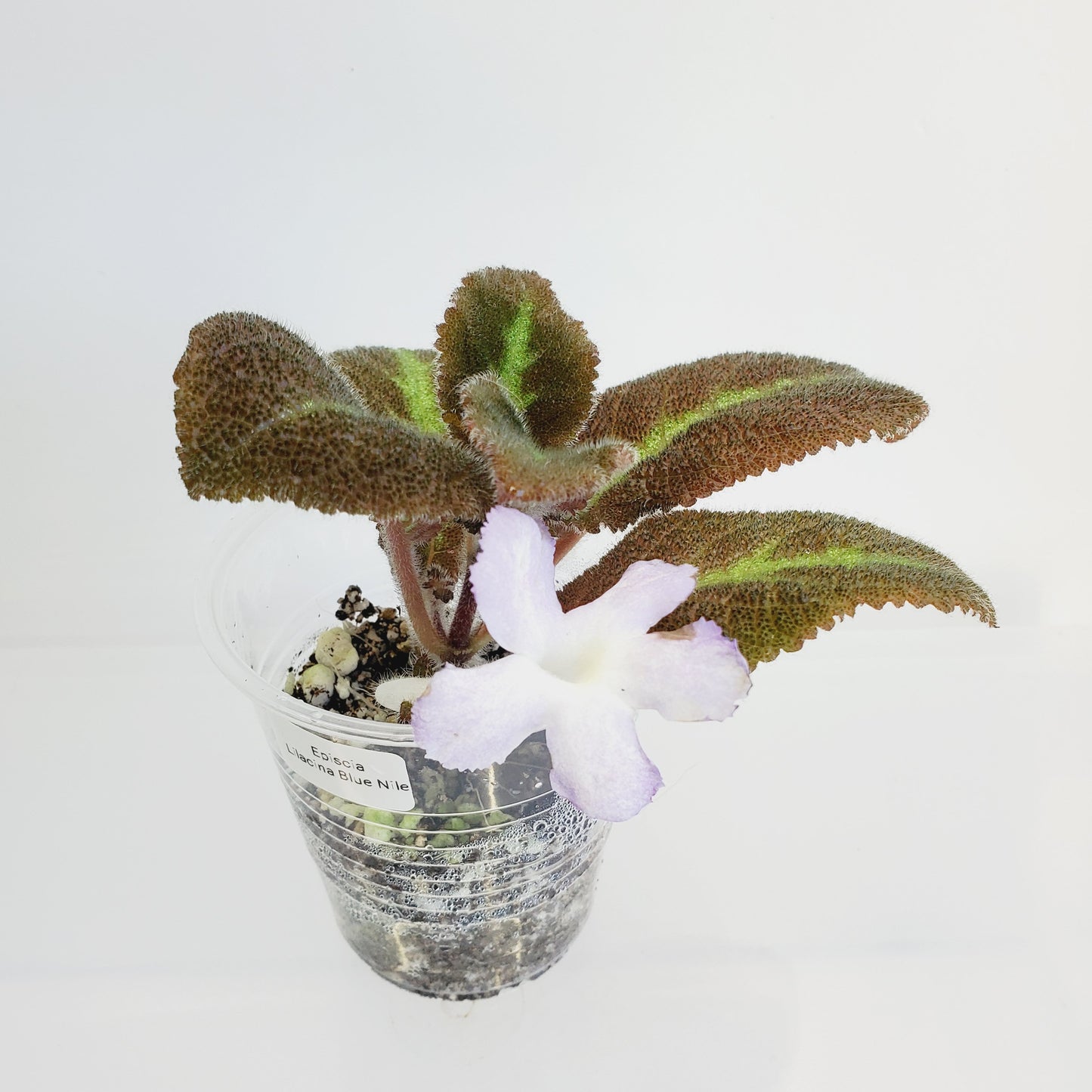 Episcia Lilacina fresh cut cutting / stolon