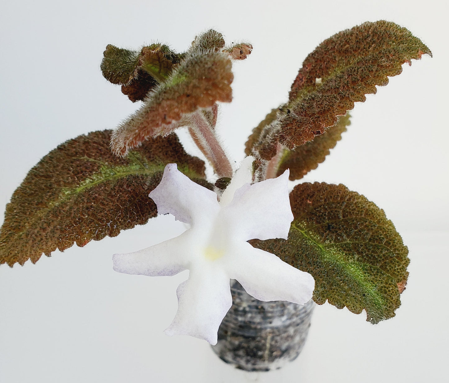 Episcia Lilacina fresh cut cutting / stolon