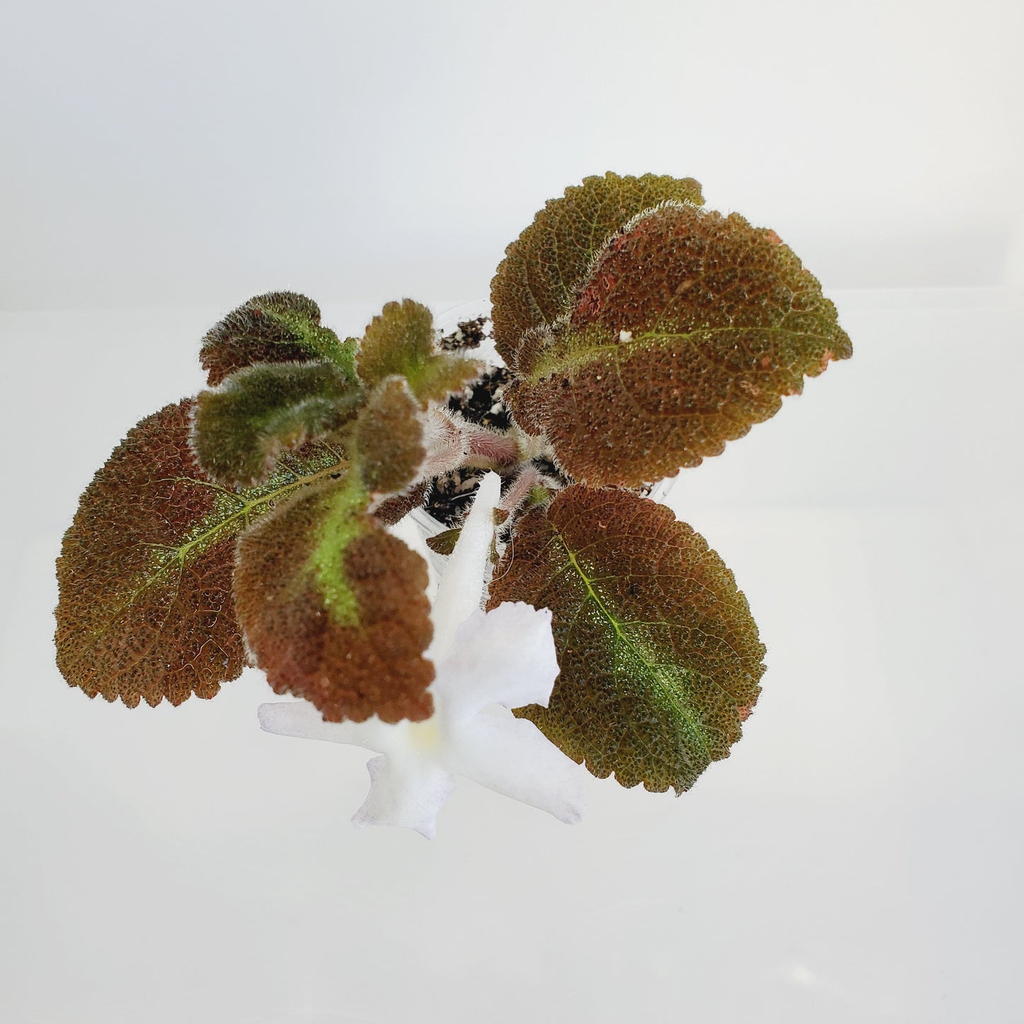 Episcia Lilacina fresh cut cutting / stolon