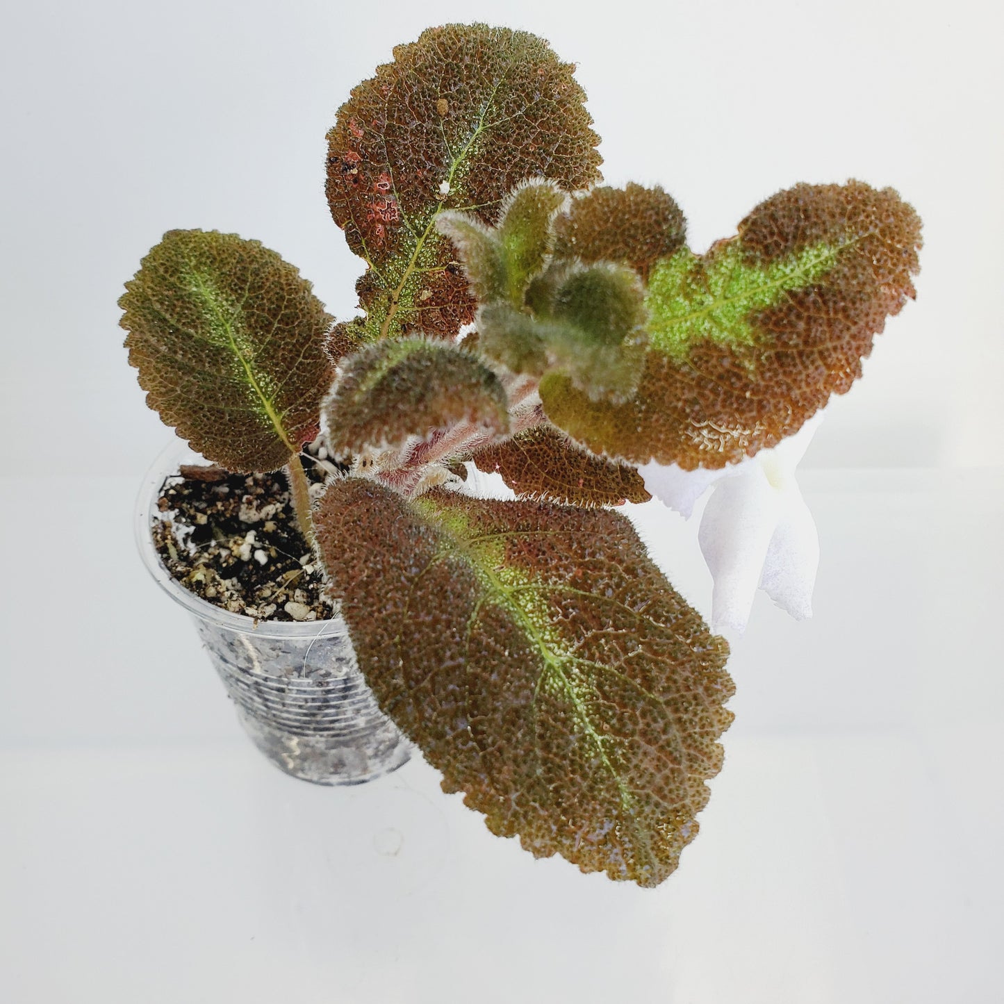 Episcia Lilacina fresh cut cutting / stolon