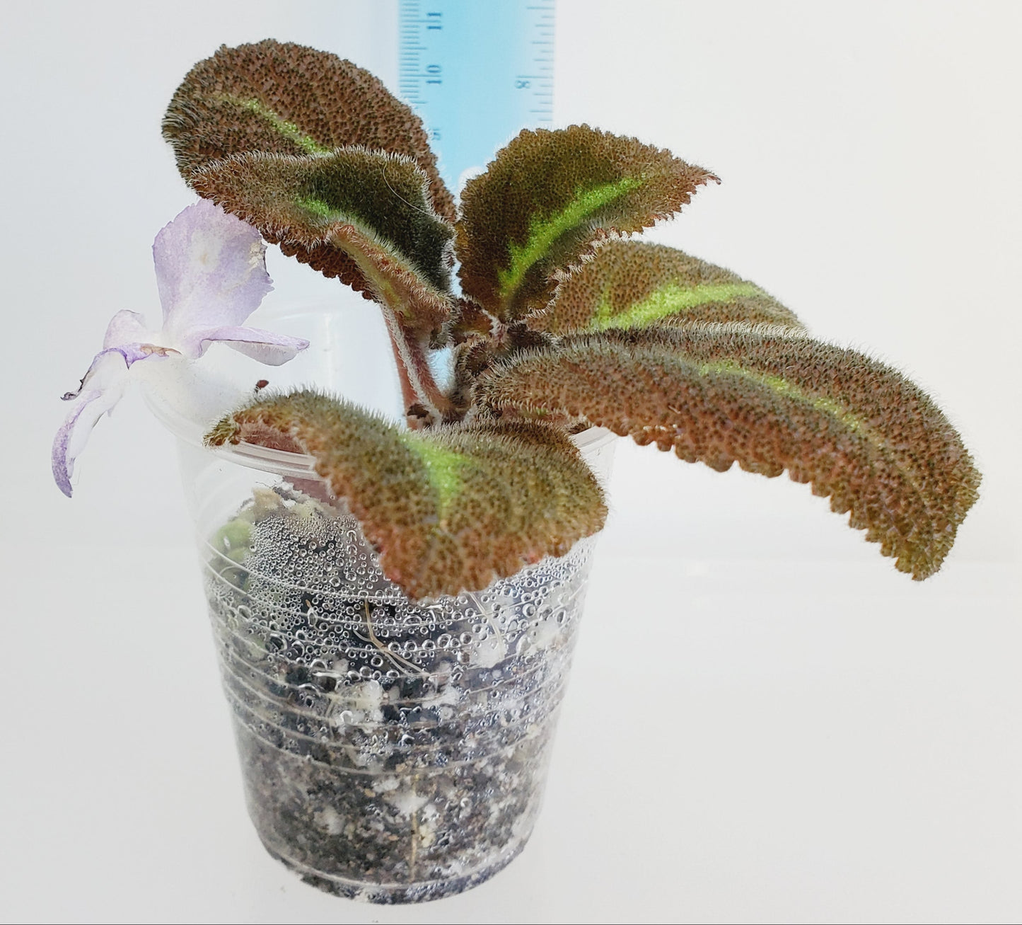 Episcia Lilacina fresh cut cutting / stolon