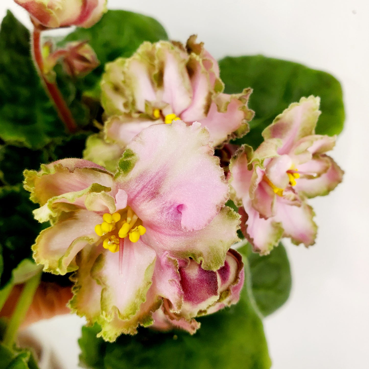 LE Maladhito Vaya Roza