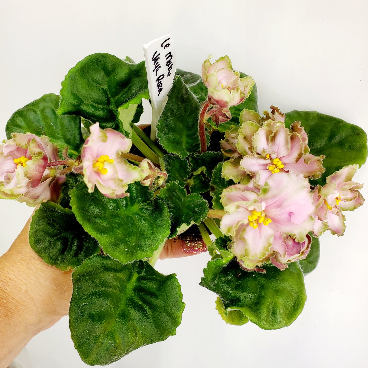 LE Maladhito Vaya Roza