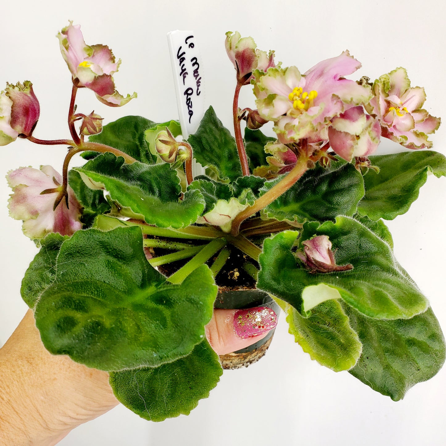 LE Maladhito Vaya Roza