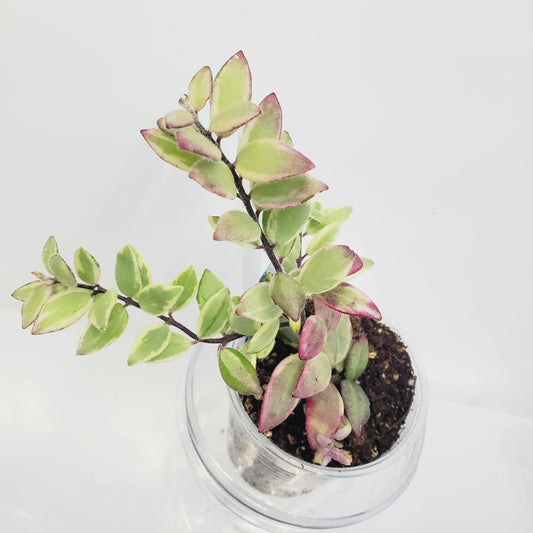 Aeschynanthus 'Bolero Bicolor' Lipstick plant (2 cuttings 5+ nodes each)