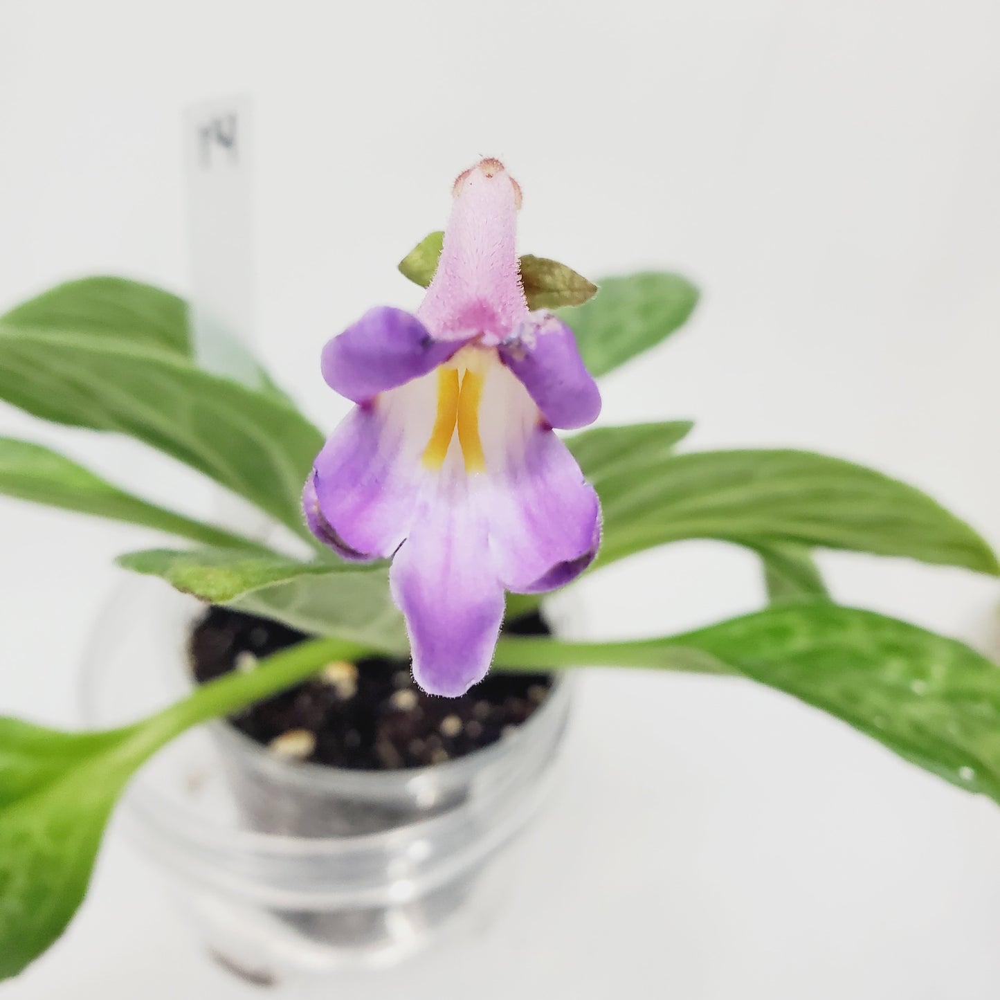 Primulina Moonlight (Aka Chirita)