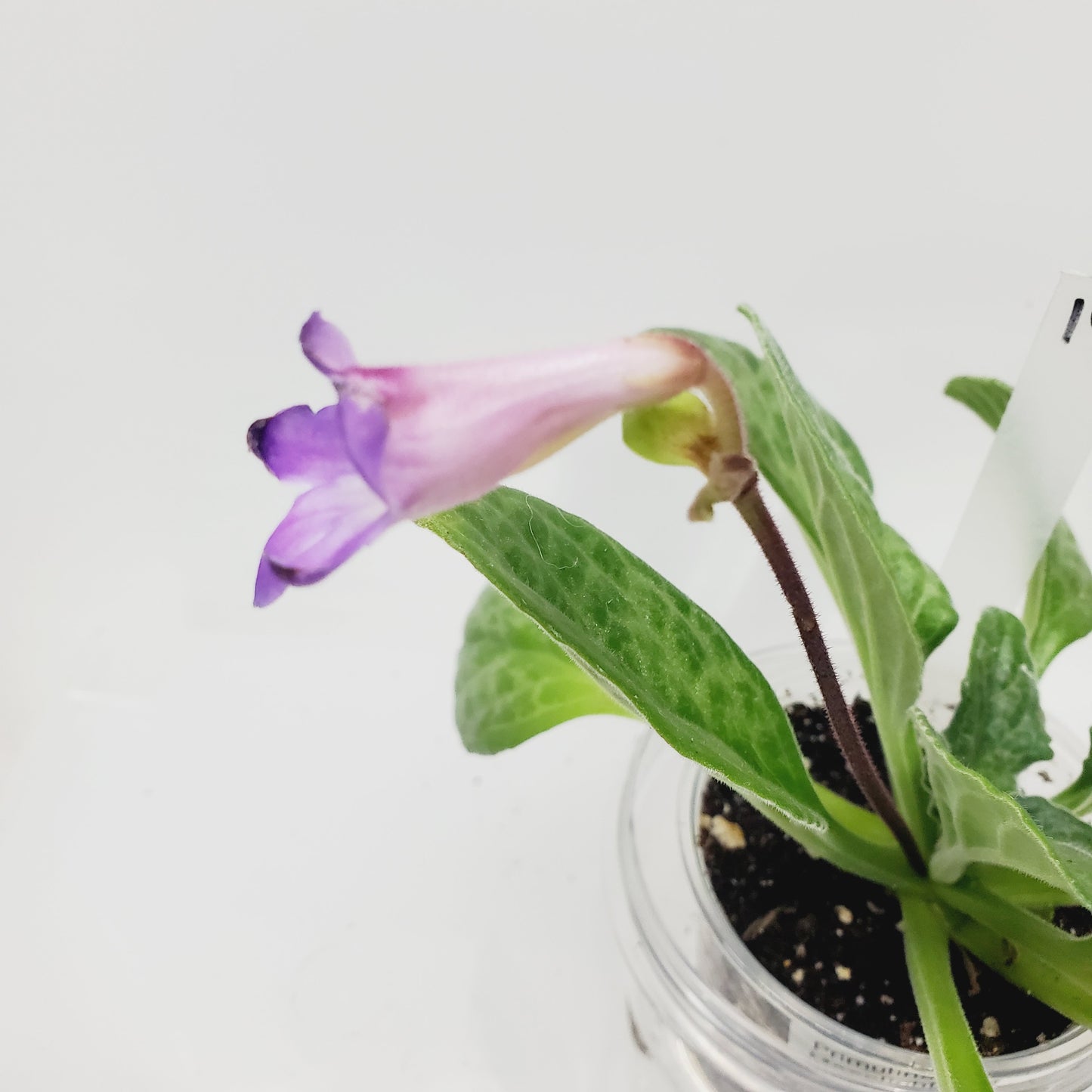 Primulina Moonlight (Aka Chirita)