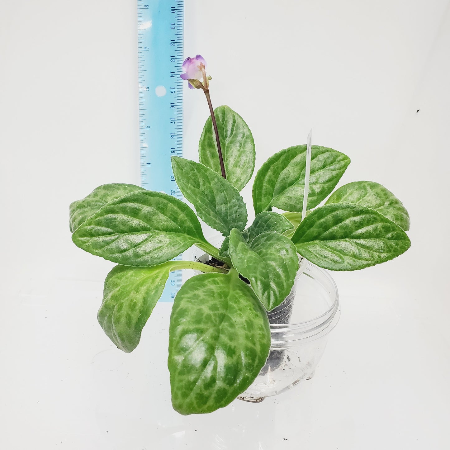 Primulina Moonlight (Aka Chirita)