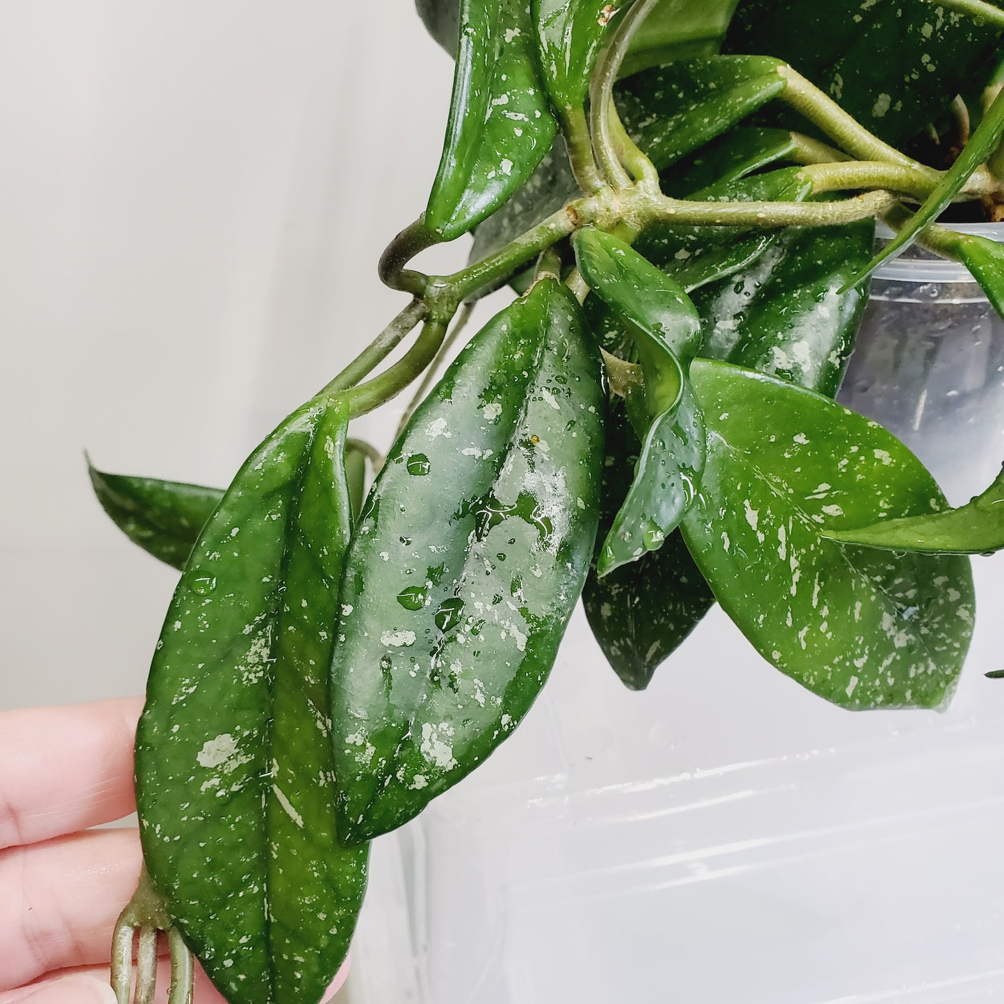 Hoya Carnosa 'Wilbur Graves'