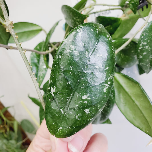 Hoya Carnosa 'Wilbur Graves'