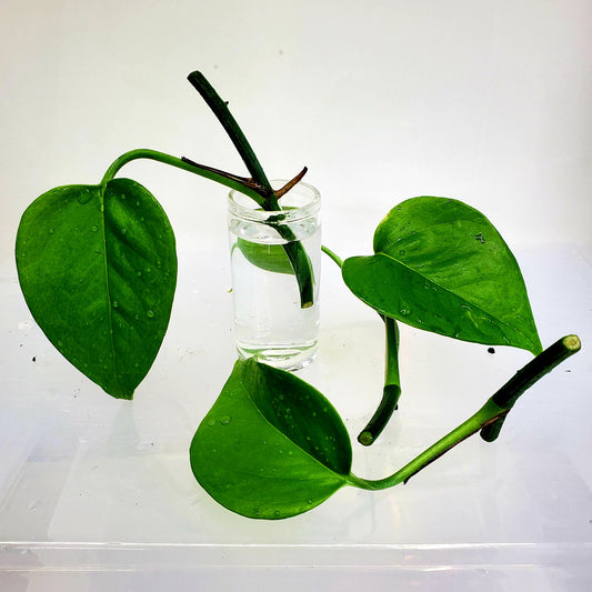 Pothos Jade