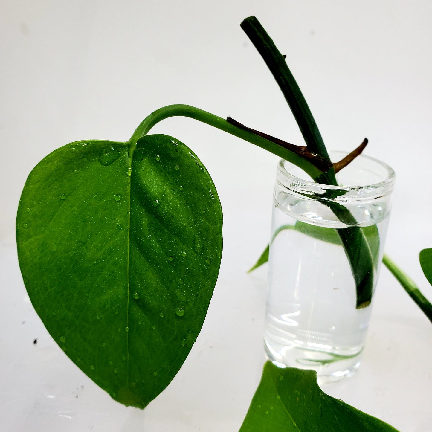Pothos Jade