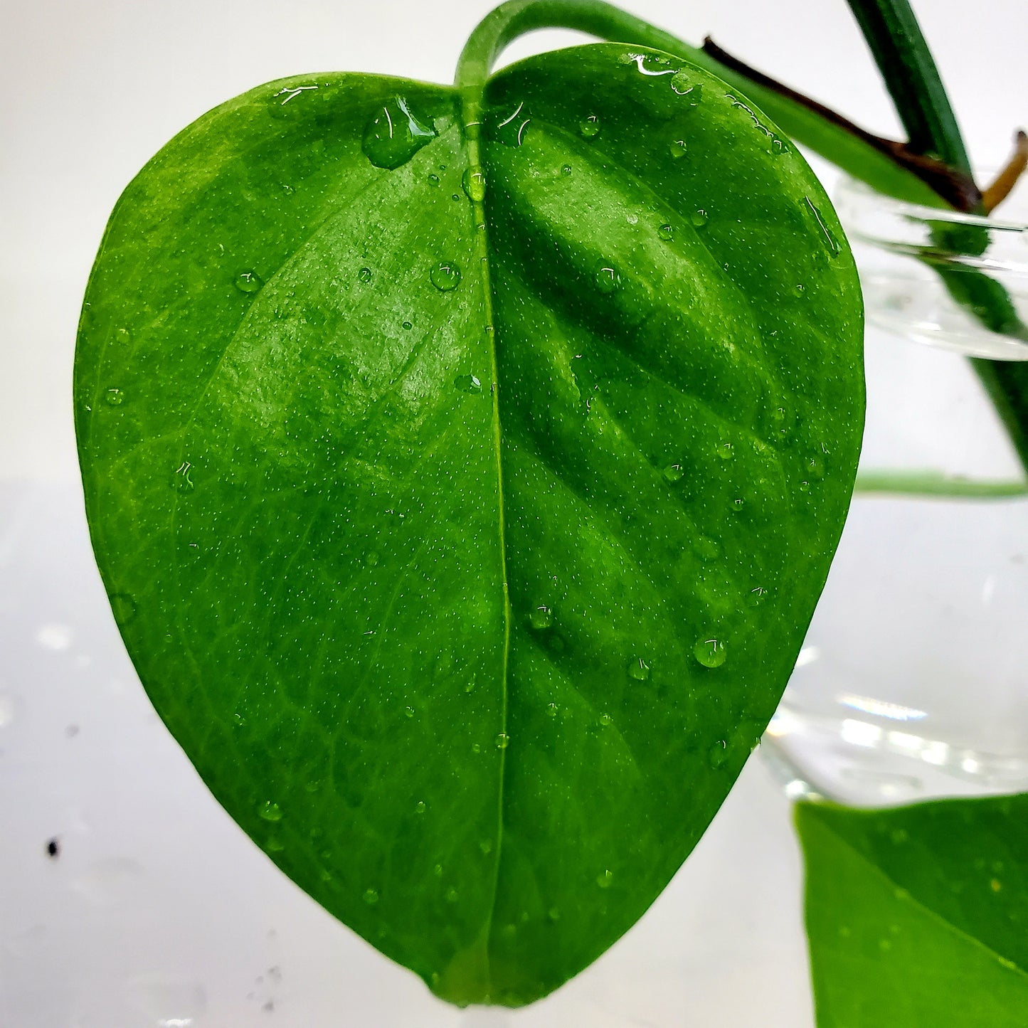 Pothos Jade