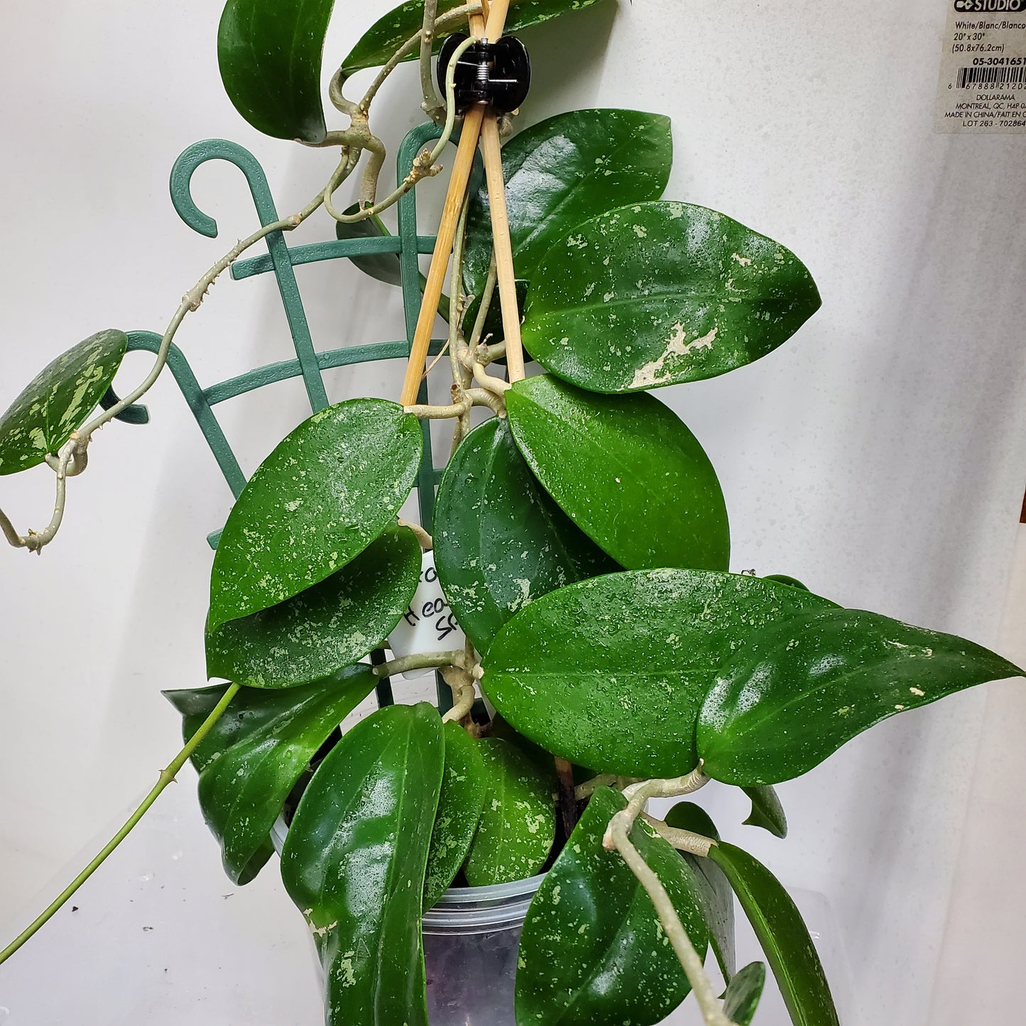 Hoya Parasitica Heart leaf splash