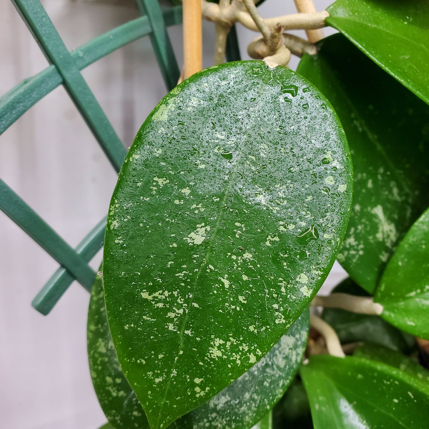 Hoya Parasitica Heart leaf splash
