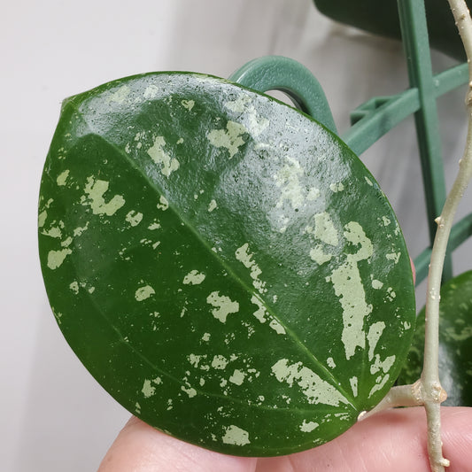 Hoya Parasitica Heart leaf splash