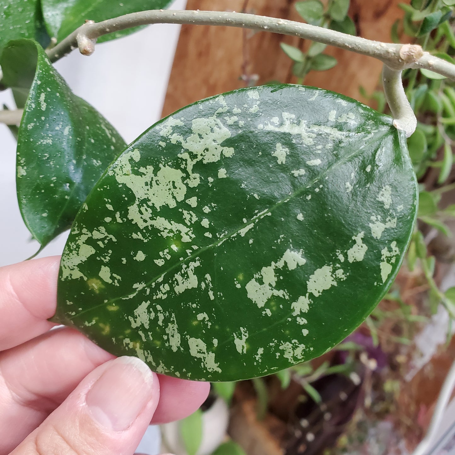 Hoya Parasitica Heart leaf splash