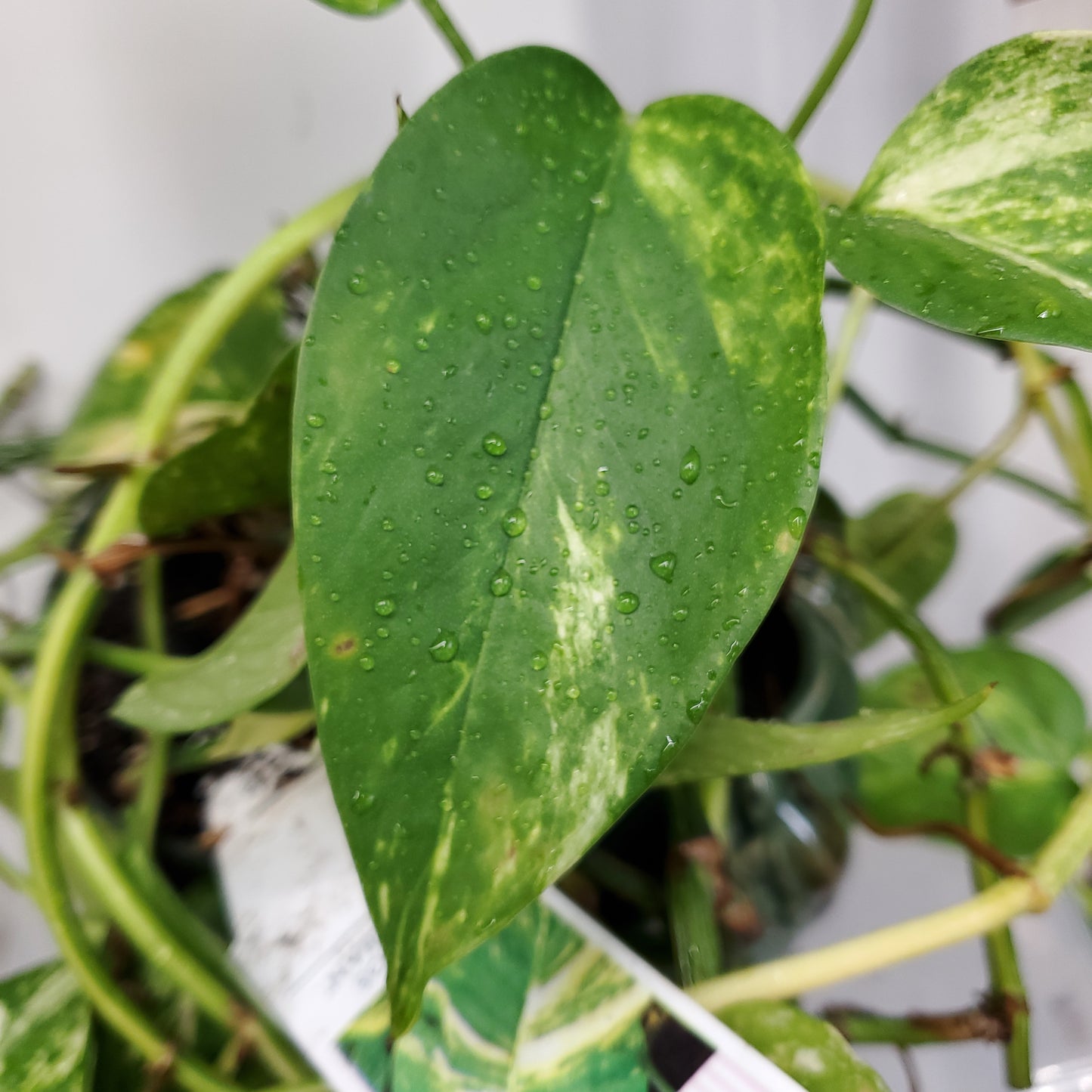 Hawaiian Pothos (Epipremnum aureum 'Hawaiian')