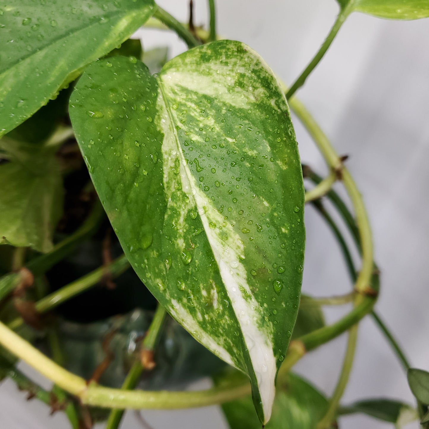 Hawaiian Pothos (Epipremnum aureum 'Hawaiian')