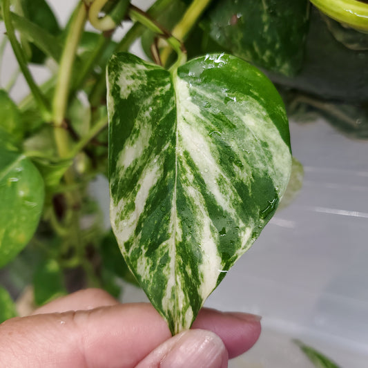 Hawaiian Pothos (Epipremnum aureum 'Hawaiian')