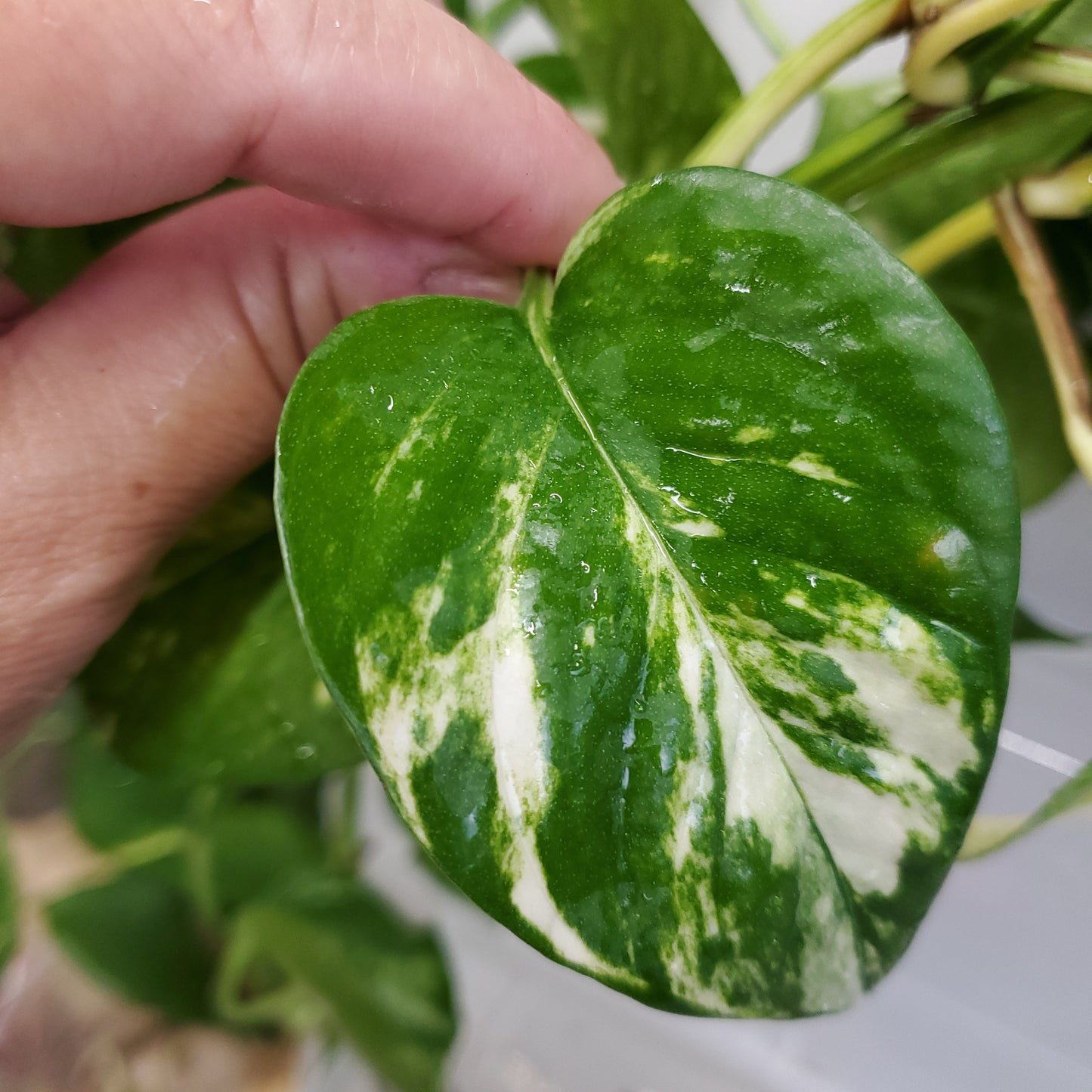 Hawaiian Pothos (Epipremnum aureum 'Hawaiian')