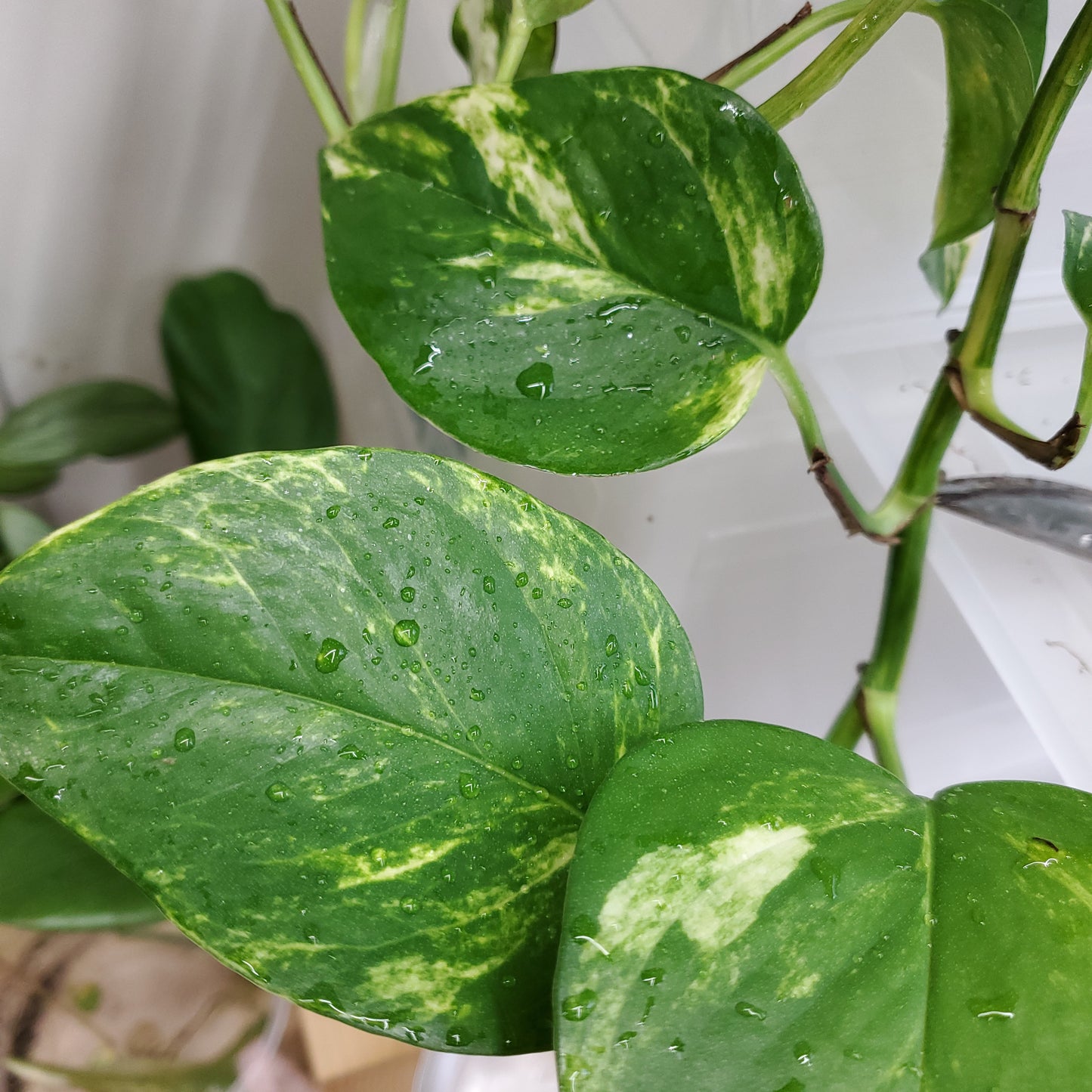 Hawaiian Pothos (Epipremnum aureum 'Hawaiian')
