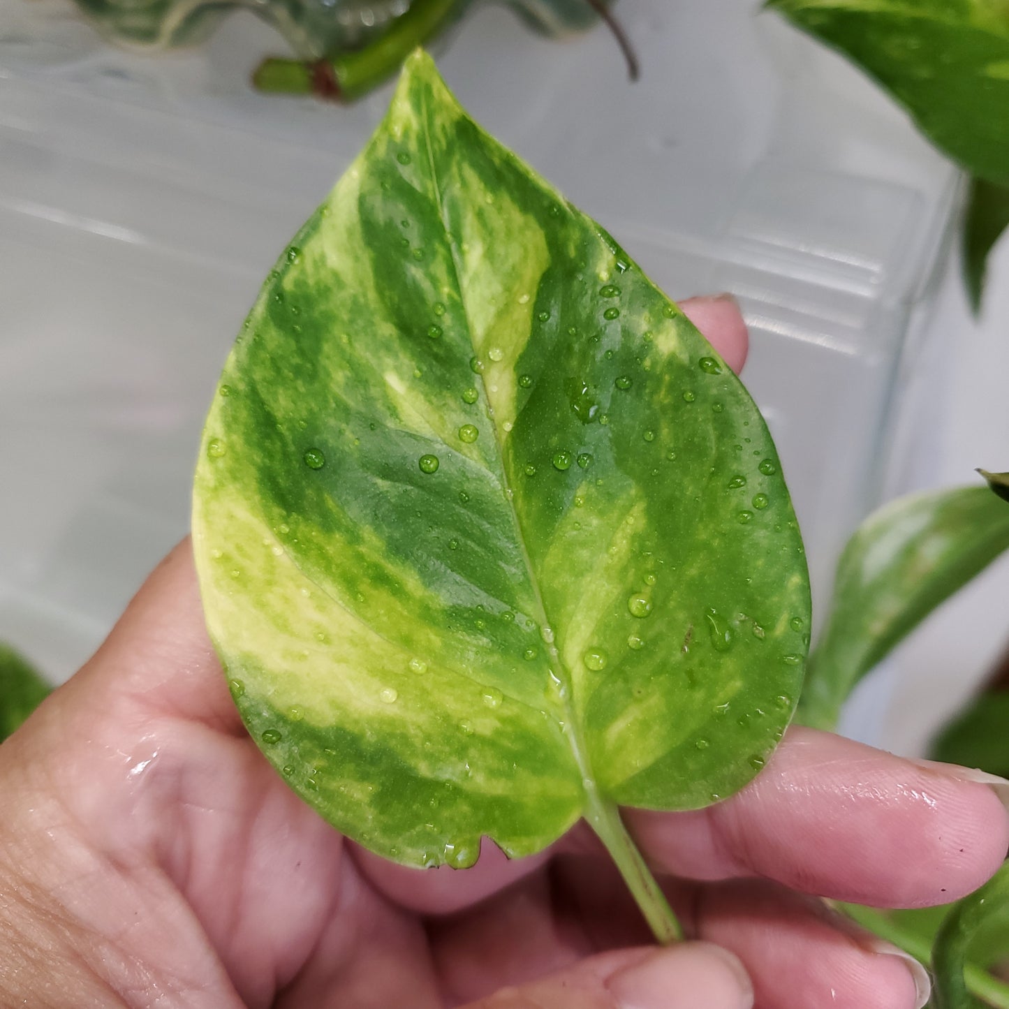 Hawaiian Pothos (Epipremnum aureum 'Hawaiian')