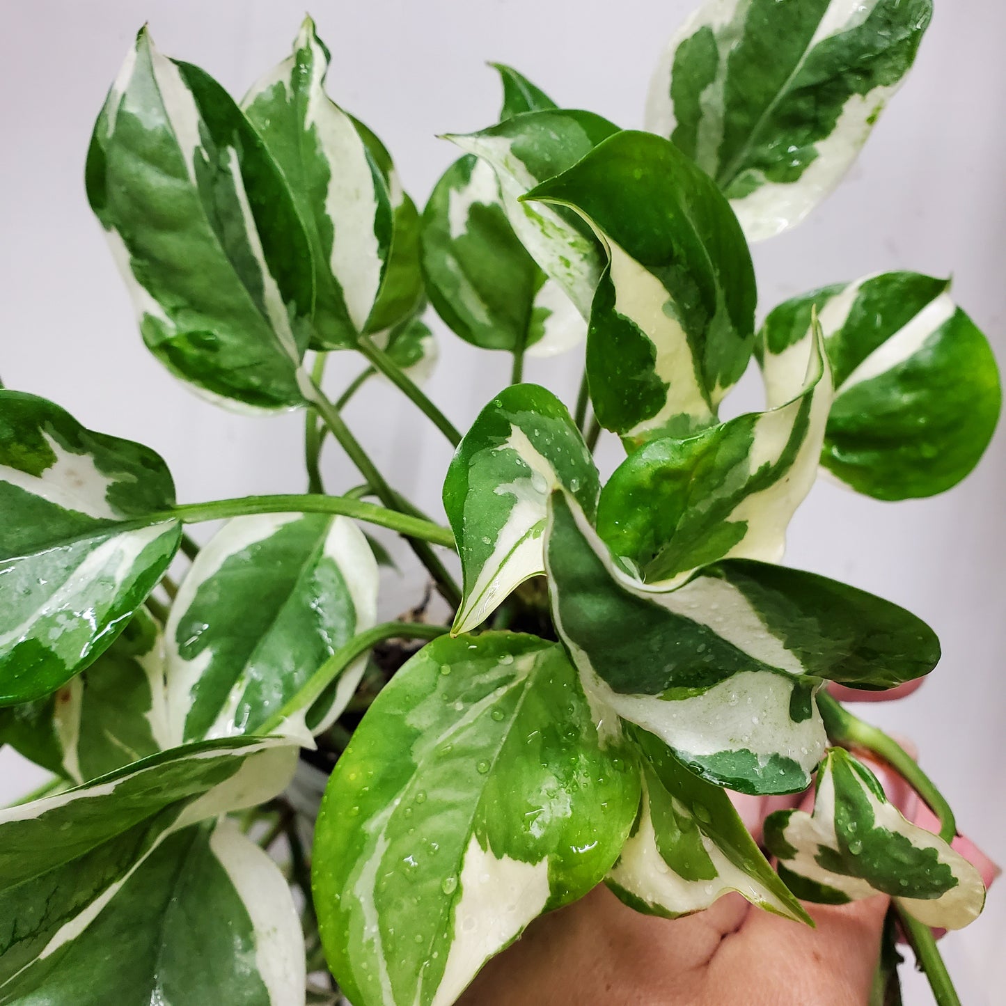 N'Joy Pothos (Epipremnum aureum 'N'Joy')