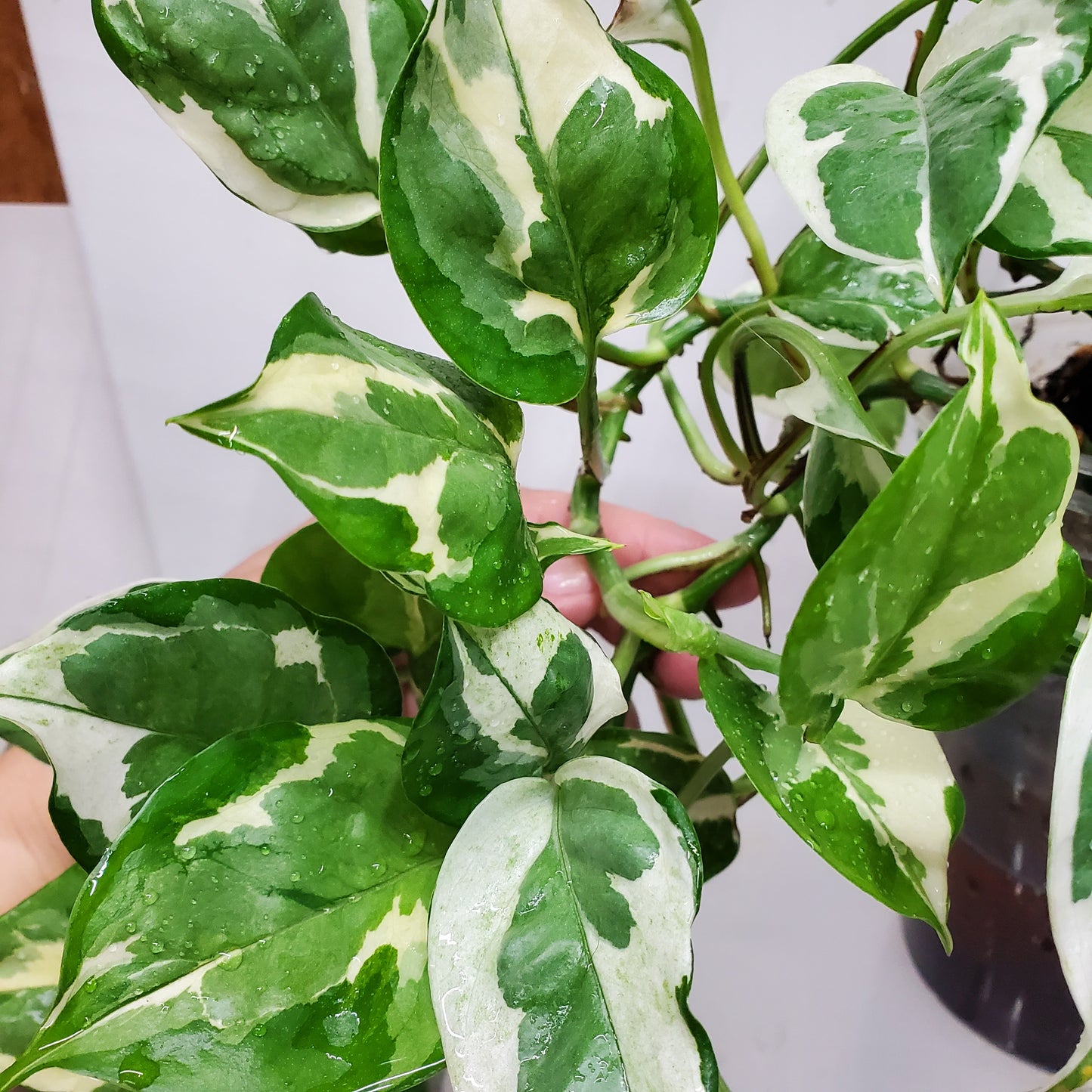 N'Joy Pothos (Epipremnum aureum 'N'Joy')