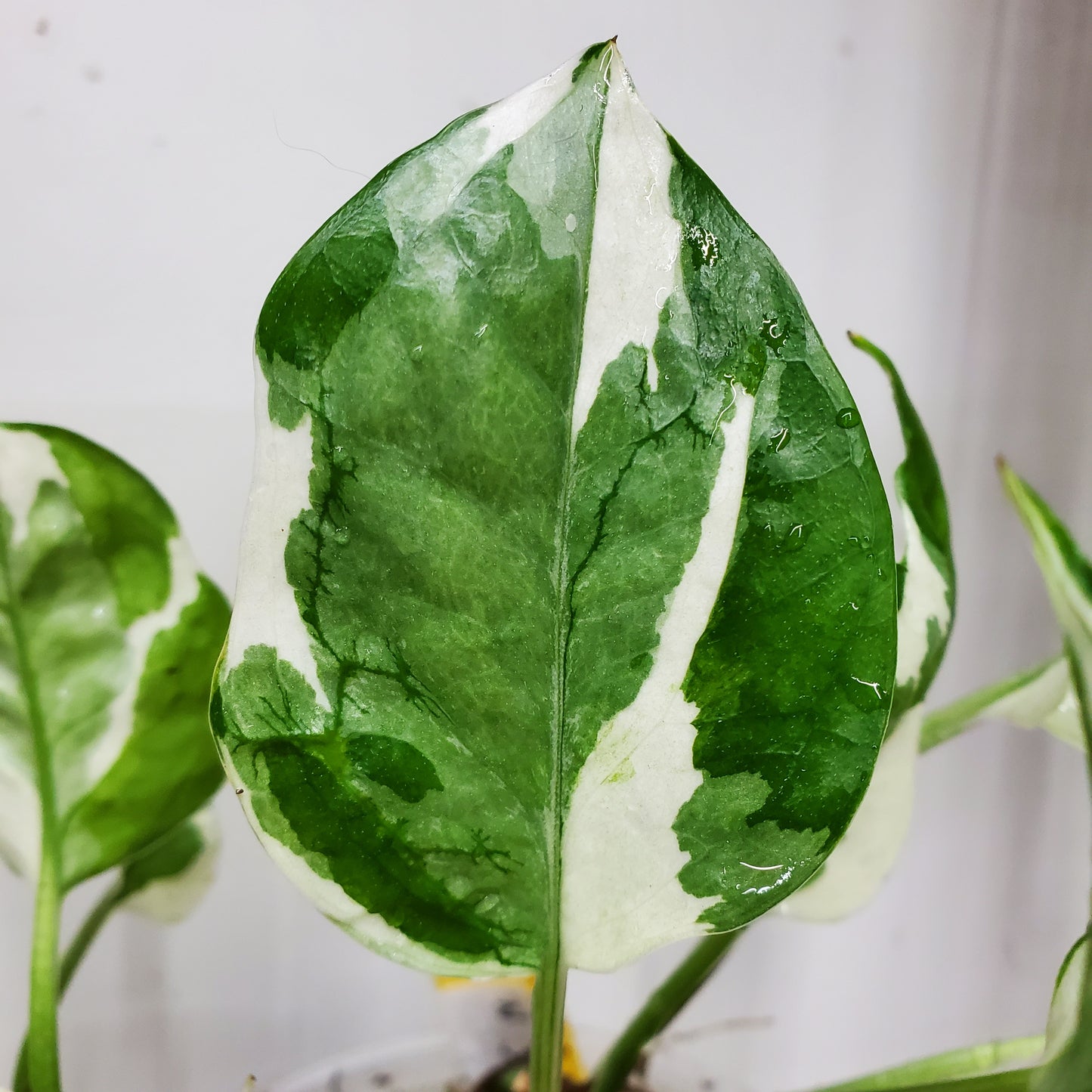 N'Joy Pothos (Epipremnum aureum 'N'Joy')