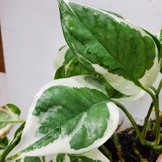 N'Joy Pothos (Epipremnum aureum 'N'Joy')