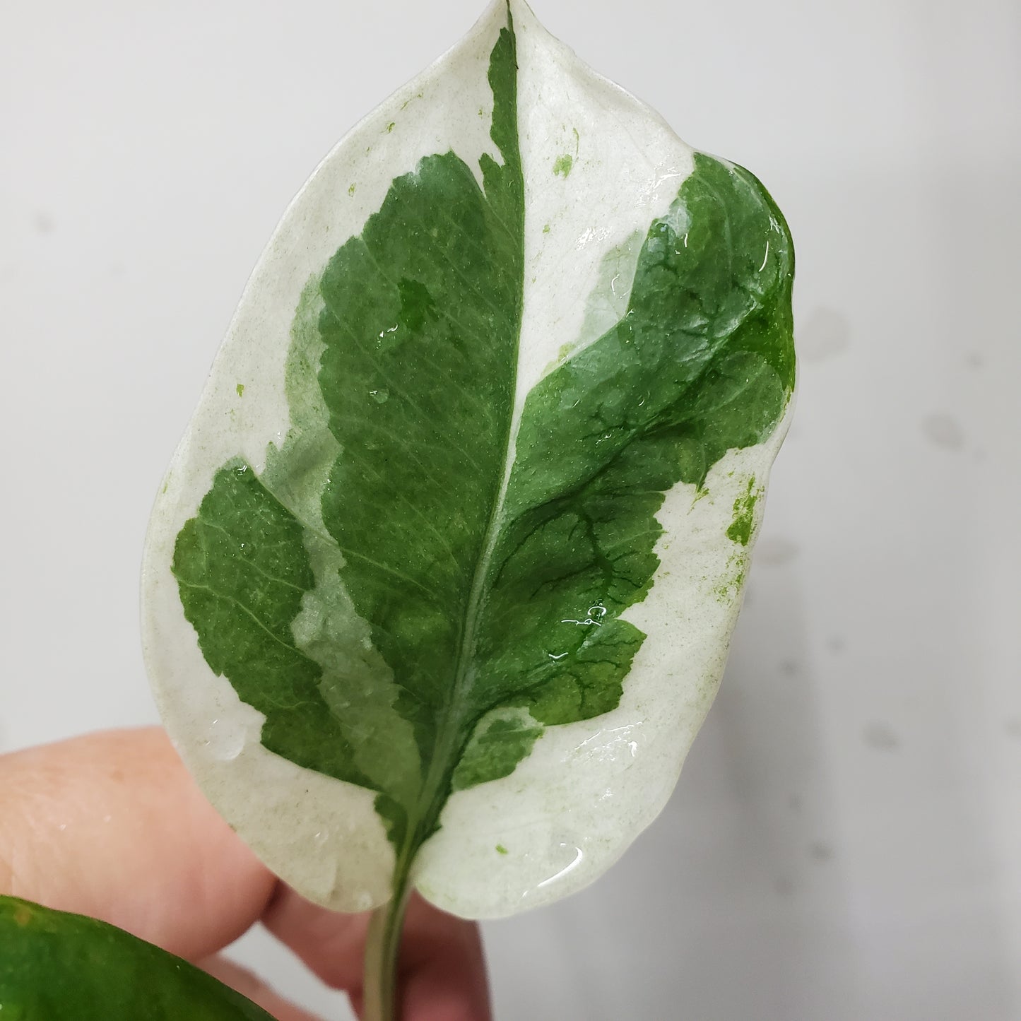 N'Joy Pothos (Epipremnum aureum 'N'Joy')