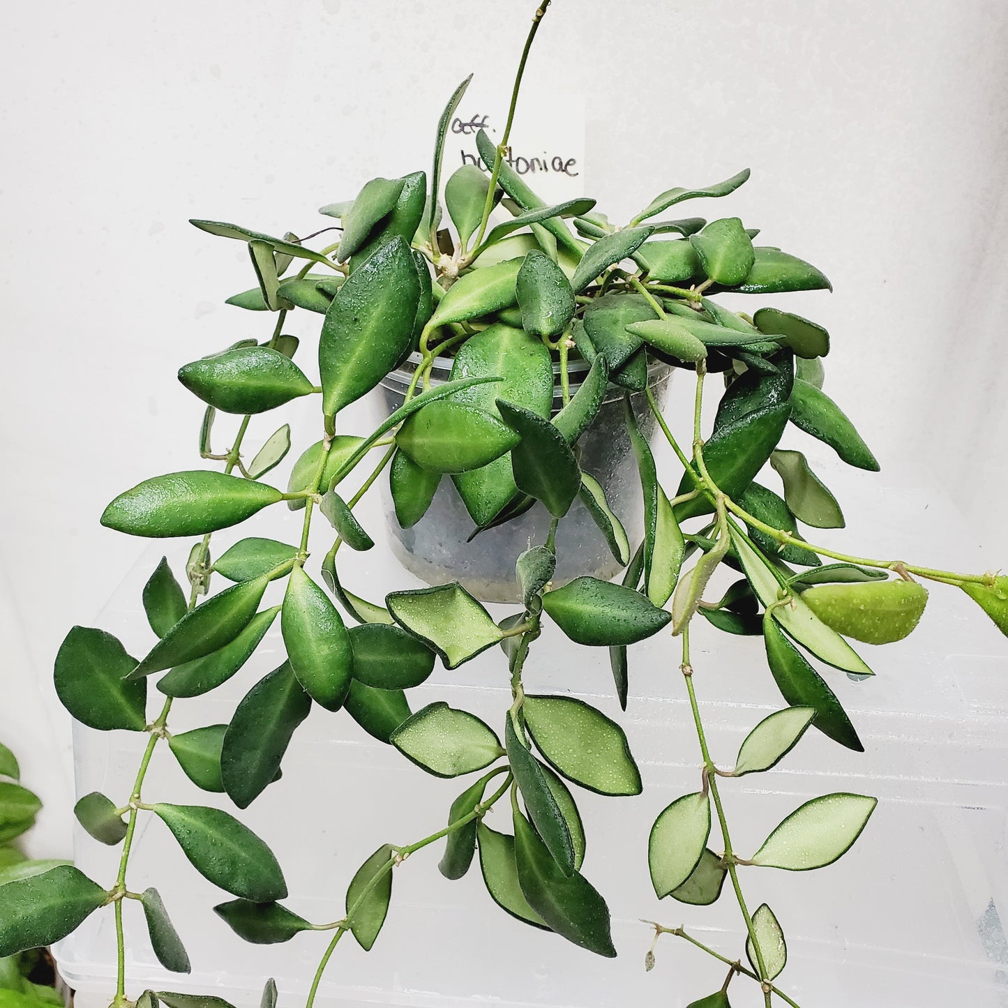Hoya aff. Burtoniae