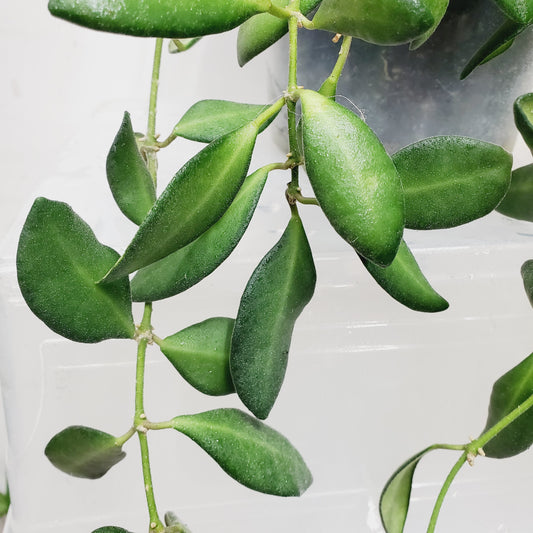 Hoya aff. Burtoniae