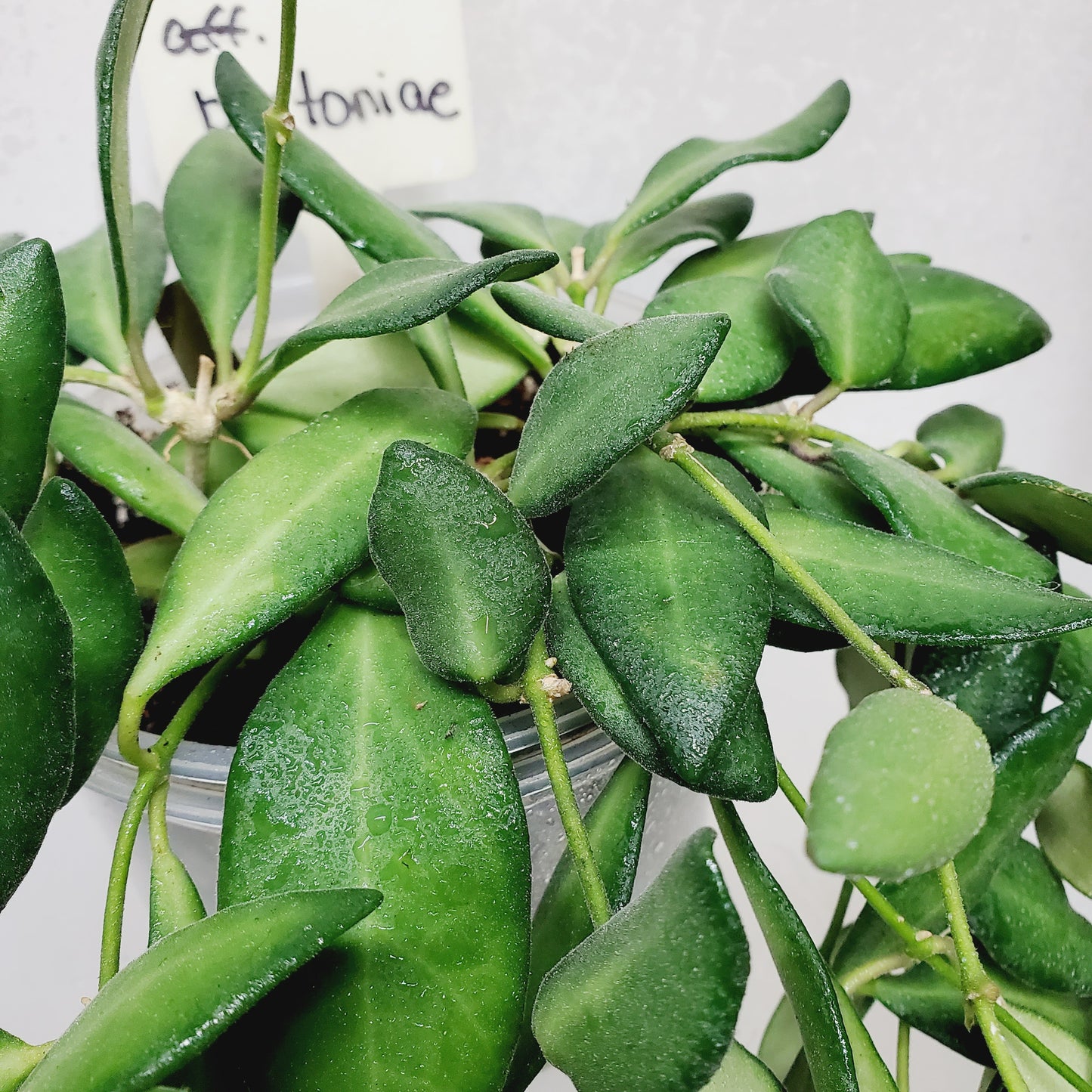 Hoya aff. Burtoniae